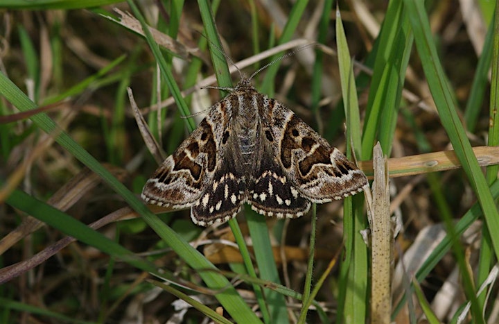 Guided walk for spring butterflies & day flying moths incl. Dingy Skipper image