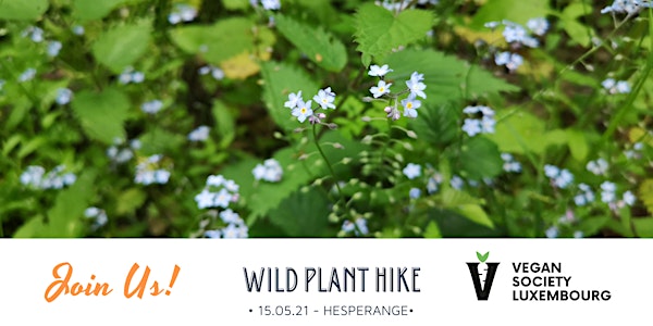 Wild Plant Hike with Meditation and Lunch