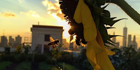 Sweet on Summer: A Pollination Celebration to Benefit City Growers  primärbild