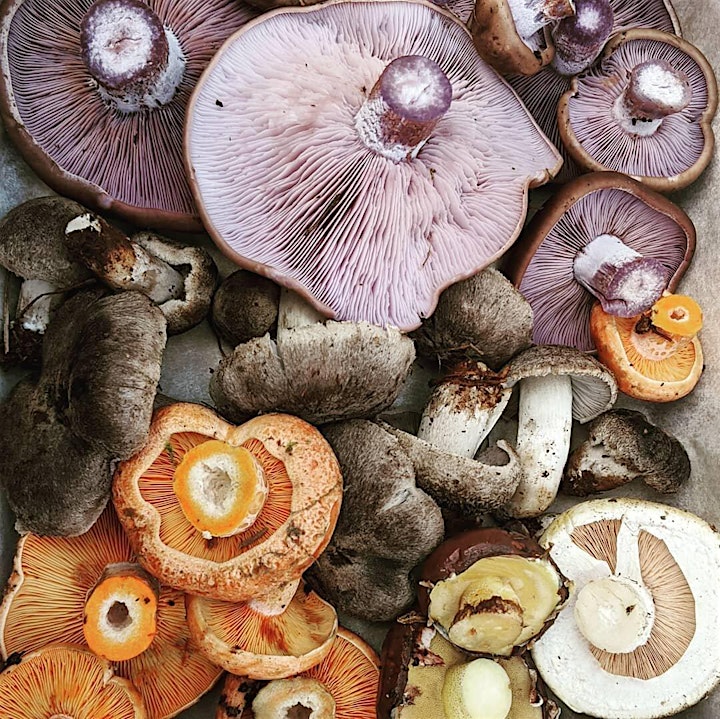 Wild Mushroom Foraging Tour 1 image