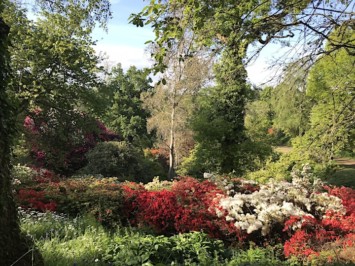 Open Garden and Tea - Parkinsons UK -  Sherwood House , Crediton - 28th May image