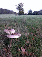 An introduction to foraging & mushroom hunting primary image