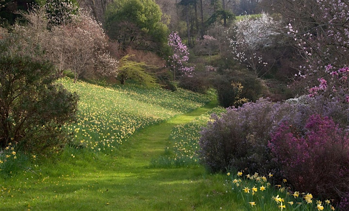 Open Garden and Tea - Parkinsons UK -  Sherwood House , Crediton - 28th May image