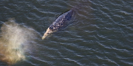 Imagem principal do evento Do gray whales count calories?