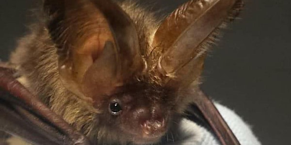 Introduction to bats in Limerick