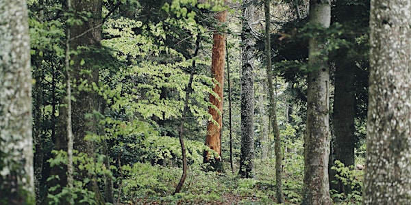 Forest Therapy Walk