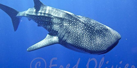 Whale sharks:  the biggest fish in the ocean who eats the smallest: plankton primary image