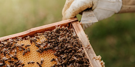 Sweeet! Pollinator Power - the Humble Honeybee