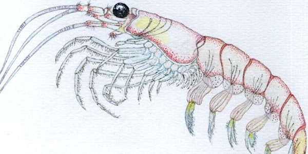 Krill  - upon which the entire Antarctic ecosystem relies - by Dr Patti Virtue