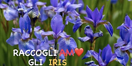 Raccogli-AMO gli iris