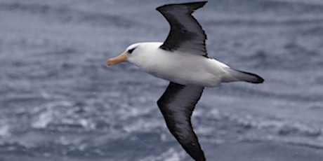 Saving the Albatross primary image