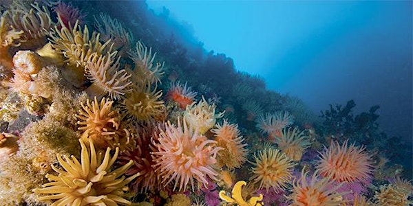 June Greenups - Ocean Health