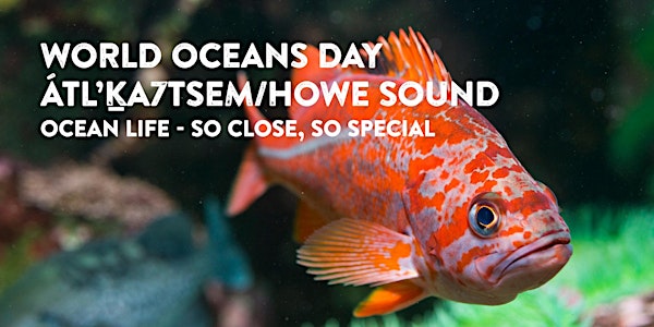 Howe Sound Ocean Life: So Close, So Special