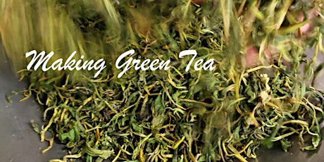 Tea Processing 101 - Green Tea primary image