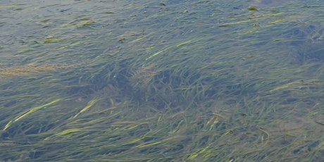 Seagrass Zostera marina - Discovery, Values & Measuring and Audit