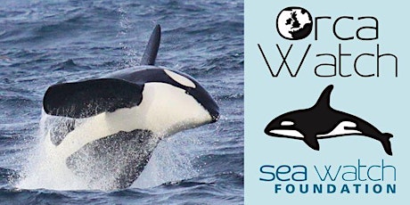 Orca Watch Live - Friday 4th June