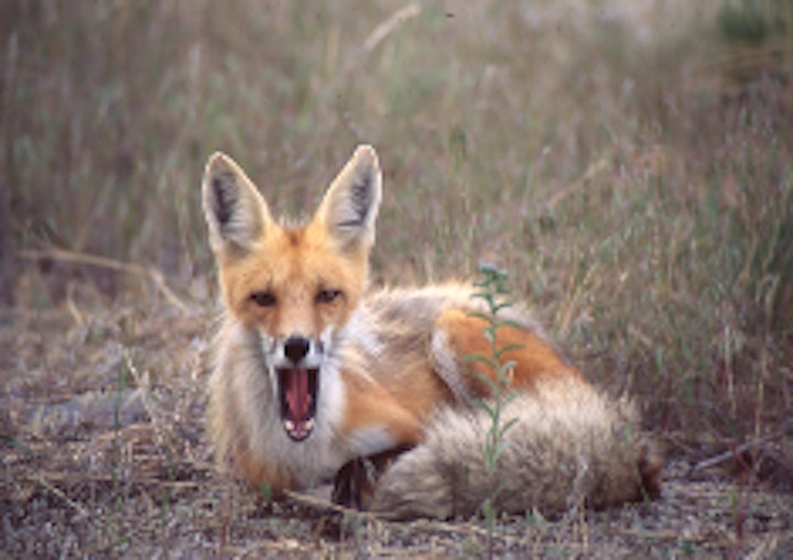 Fox yawning