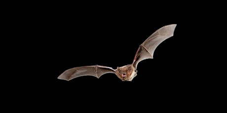 Bats in Coastal Areas