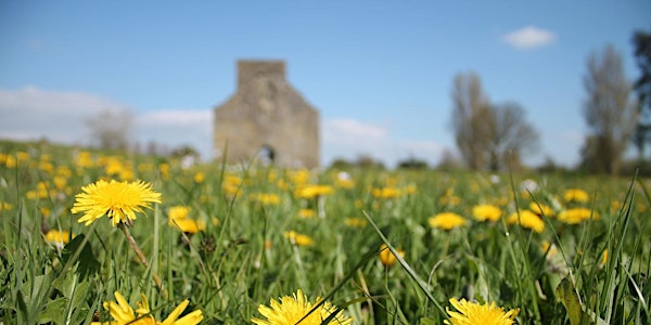 Meadow's Bloom