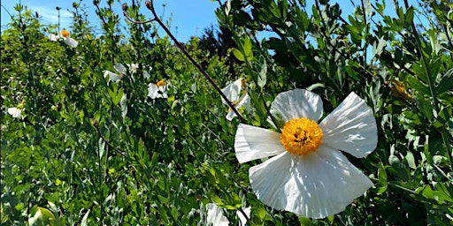 Imagem principal de Alemany Farm Native Plant Volunteer Day