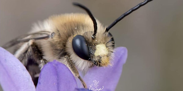 Poppy Hour: Native Bees with Krystle Hickman