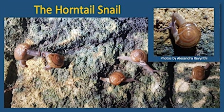 The Horntail Snail in nurseries (Pest Alert Update) primary image