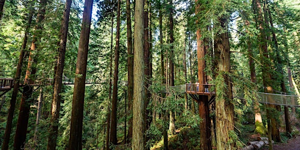 First Ever Yoga on the Redwood Sky Walk (Media Friendly)