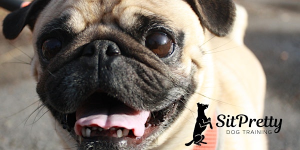 June Beginner Obedience at Spontaneous Celebrations