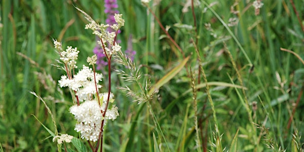 A Meeting with Meadowsweet for Wild Acres Week