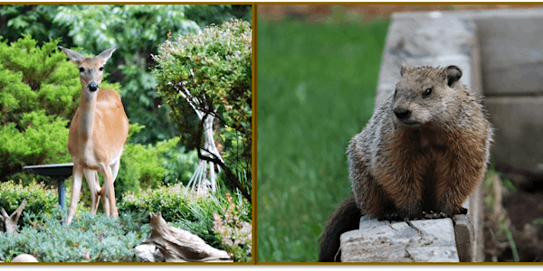 Wildlife Management in Your Garden