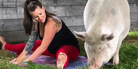 Yoga with Pigs