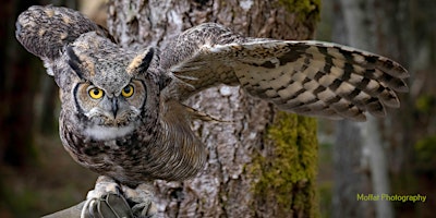 Hauptbild für MARS Wildlife Rescue Tours