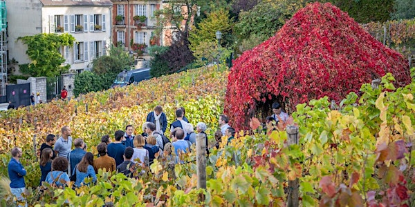 Visite de la vigne du Clos Montmartre