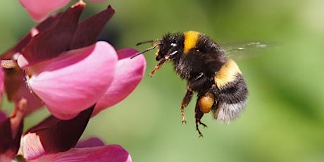 Imagen principal de Bee A Pollinator Community Action day