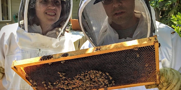 Hive Inspection Class (Beekeeping)
