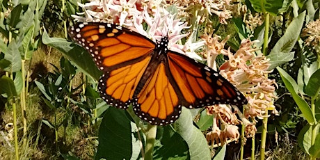 Pollinator Preschool primary image