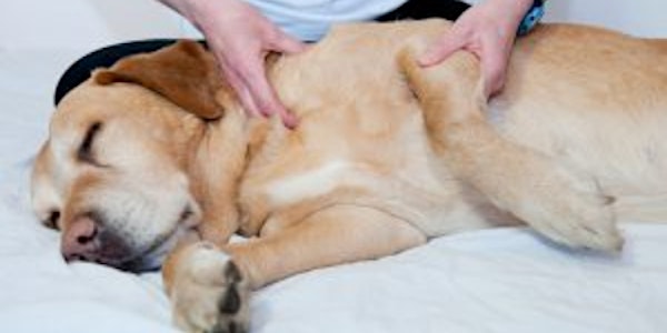 Massage en bewegingstherapie hond: individuele sessies