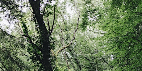 Hauptbild für Forest Therapy Walk