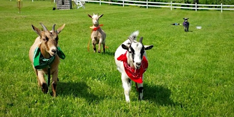 Totes Goats Yoga