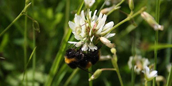 Wild Bees of Ireland for Wild Acres Week