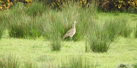 A New National Peatlands Park for Ireland primary image