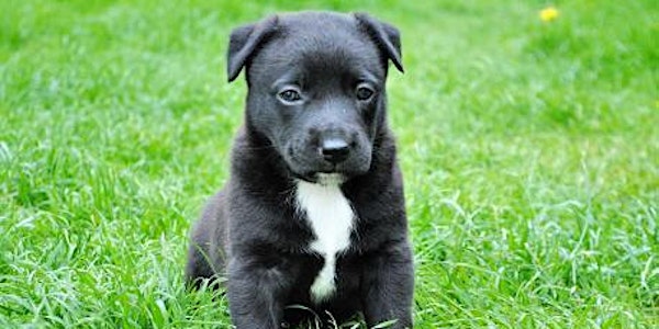 Puppy Basics