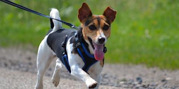 Leash Reactivity 101