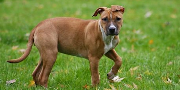 Creating Courageous Canines