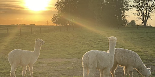 Summer Sunset Farm Events - Goat Snuggles, Alpaca Walks & More