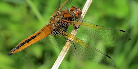 Dragonflies and Damselflies at Exminster Marshes primary image