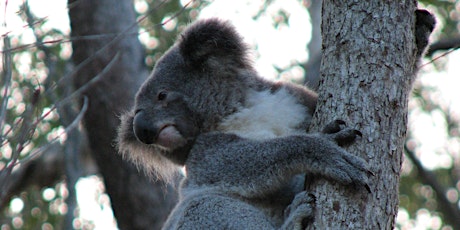 NaturallyGC Koala Tree Planting tickets