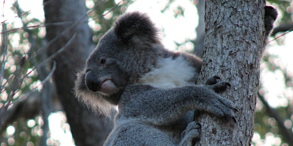 NaturallyGC Koala Tree Planting