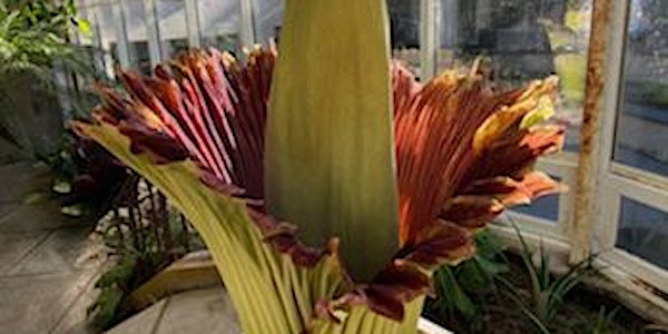 Victoria the Corpse Flower