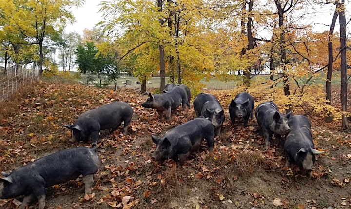 Interactive Tour at Birch Creek Farmery image